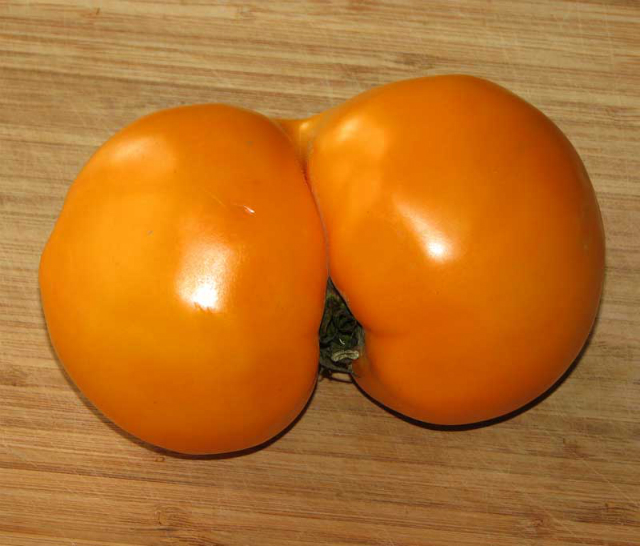 big-ass-tomato-22