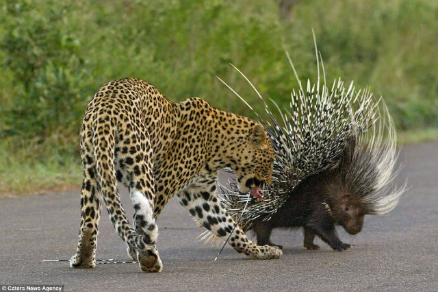 leopardo puerco espin (1)