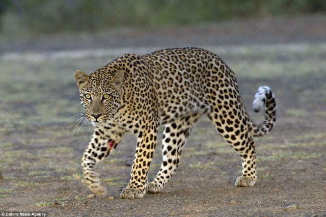 leopardo puerco espin (4)