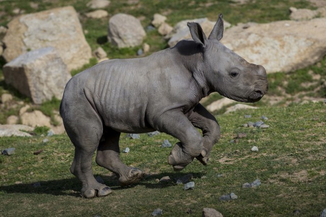 Eight-Day-Old Southern White Rhino Takes “Charge” At San Diego Zoo Safari Park