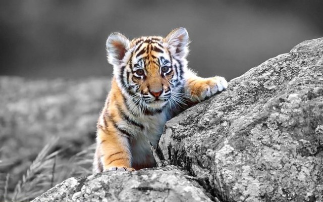 Baby Tiger,tiger farm Thailand,Thailand,baby animals,most adorab