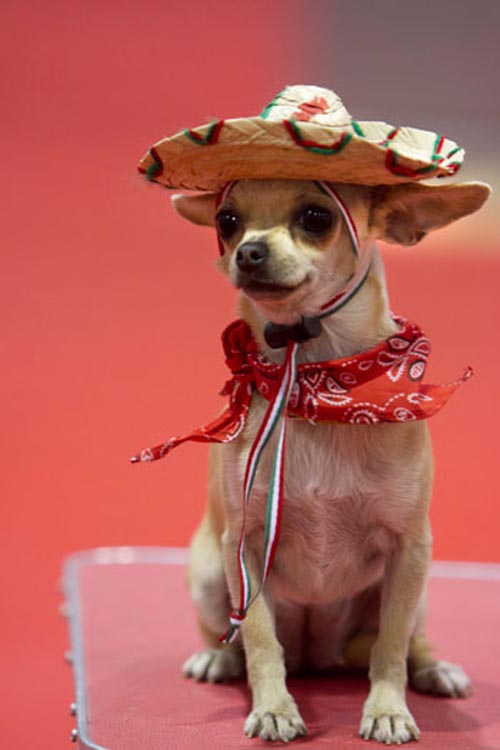 APTOPIX  Mexico Dog Show