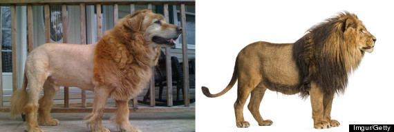 perro-leon