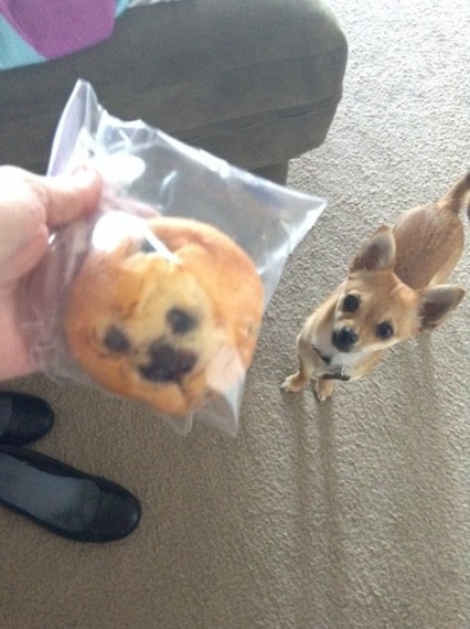 perro-muffin