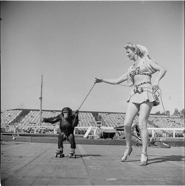 Circus Woman With Rollerskating Monkey – 1948