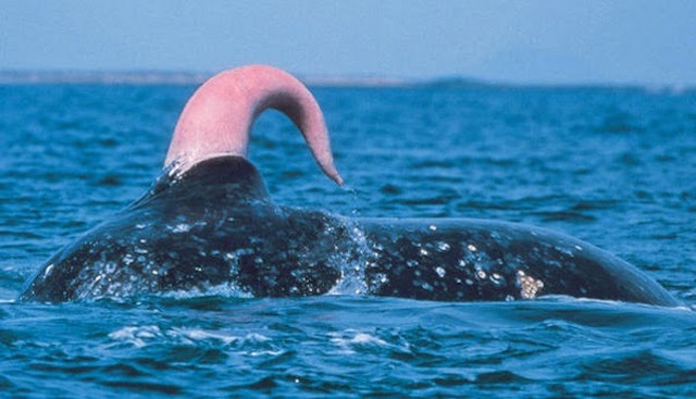 ballena-azul-pene-large