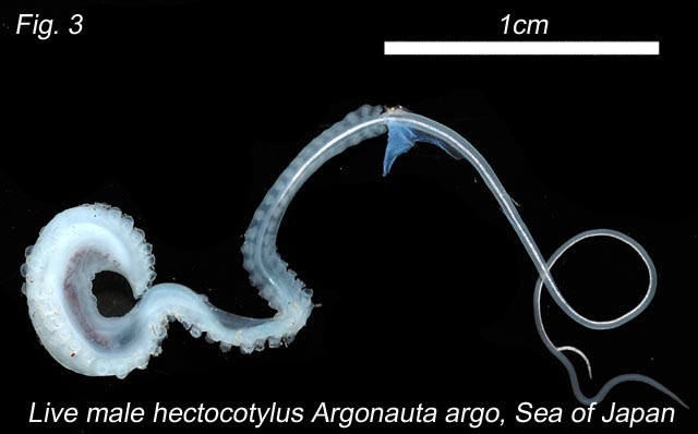hectocotylus