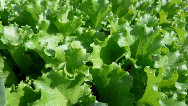 Lettuce-Bergams-Leaf
