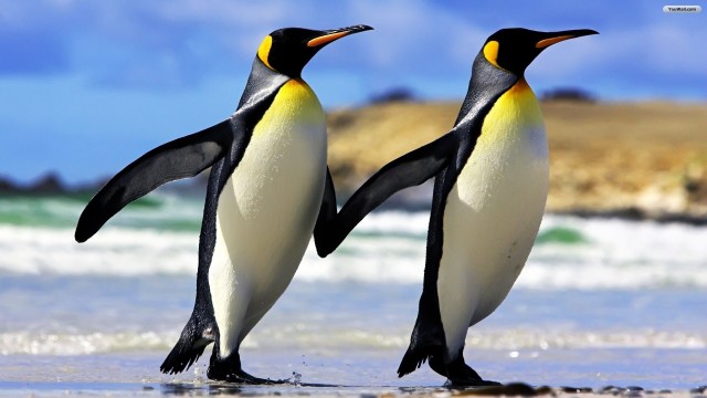 Penguins-image-penguins-36797321-1920-1080