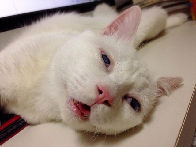 This-beautiful-cat-has-the-ugliest-sleeping-face-we’ve-ever-seen10
