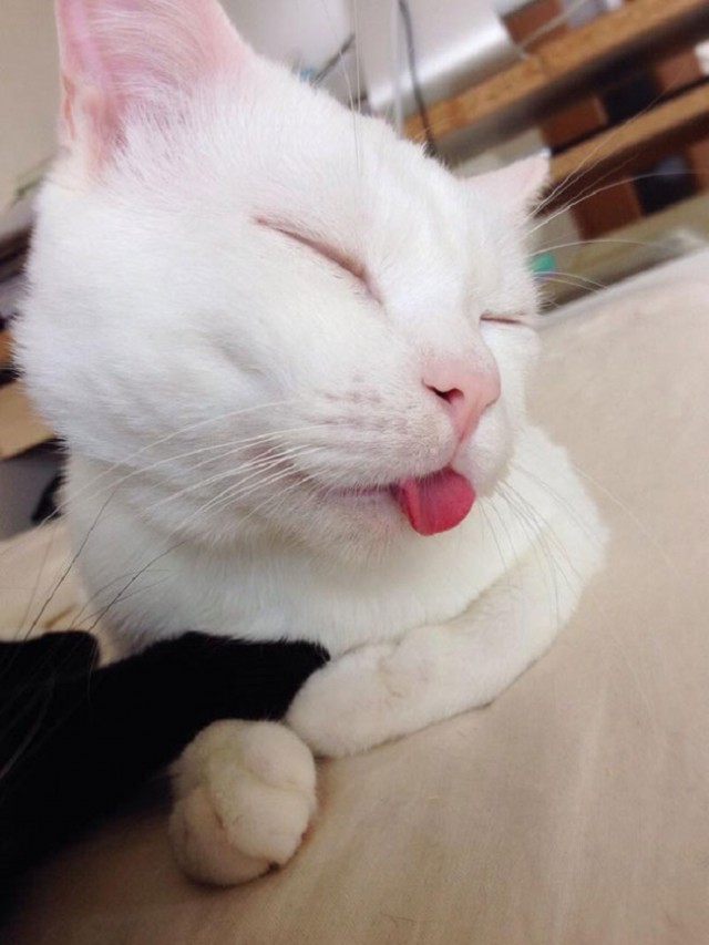 This-beautiful-cat-has-the-ugliest-sleeping-face-we’ve-ever-seen2
