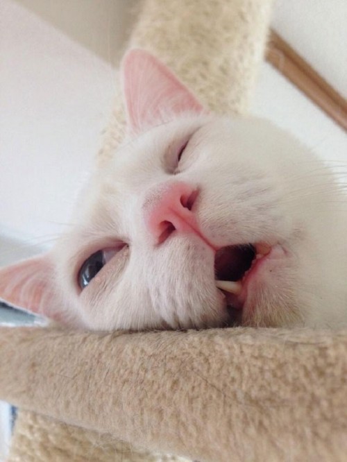 This-beautiful-cat-has-the-ugliest-sleeping-face-we’ve-ever-seen31