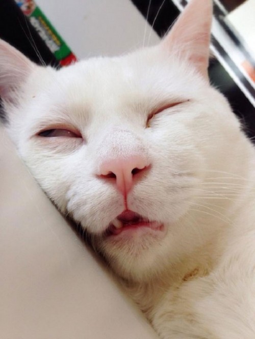 This-beautiful-cat-has-the-ugliest-sleeping-face-we’ve-ever-seen41