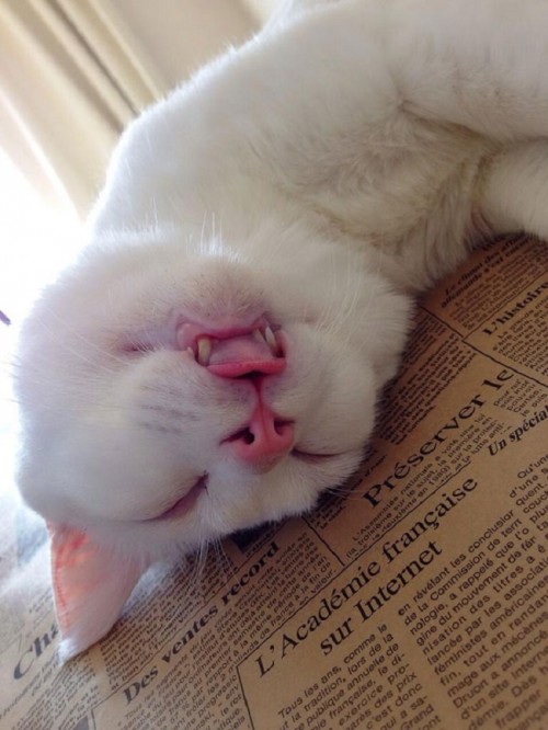 This-beautiful-cat-has-the-ugliest-sleeping-face-we’ve-ever-seen51