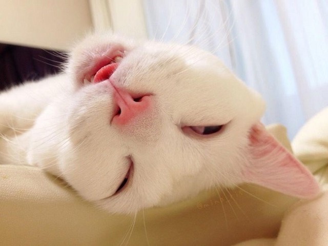 This-beautiful-cat-has-the-ugliest-sleeping-face-we’ve-ever-seen8