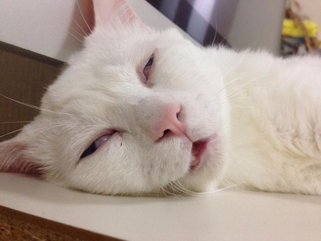 This-beautiful-cat-has-the-ugliest-sleeping-face-we’ve-ever-seen9