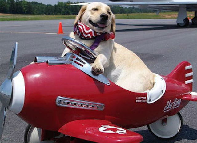 perro-en-avion