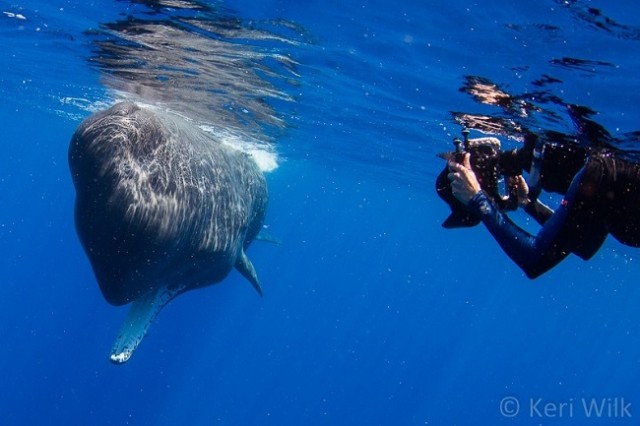 Divers-get-caught-in-a-whale’s-poopnado-says-it-feels-like-swimming-in-chocolate-milk1