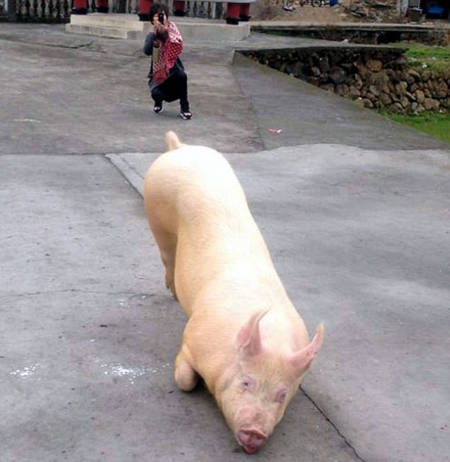 Pig-escapes-farm-goes-to-Buddhist-temple-appears-to-lie-down-and-pray11