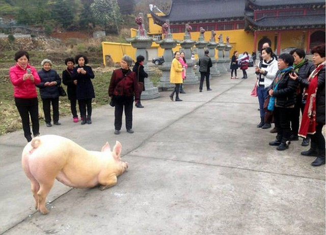 Pig-escapes-farm-goes-to-Buddhist-temple-appears-to-lie-down-and-pray2