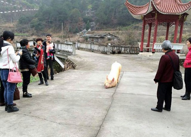 Pig-escapes-farm-goes-to-Buddhist-temple-appears-to-lie-down-and-pray3