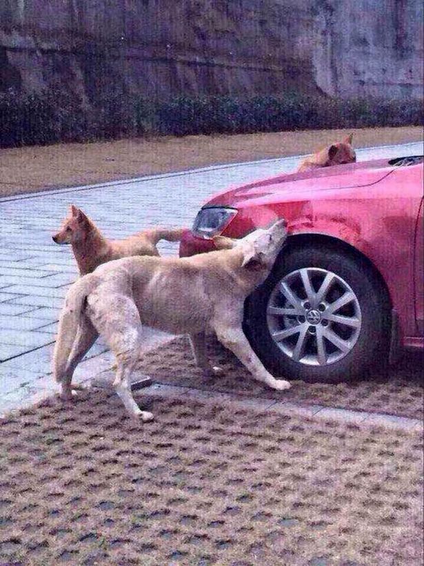 Stray-dog-attacks-car (1)