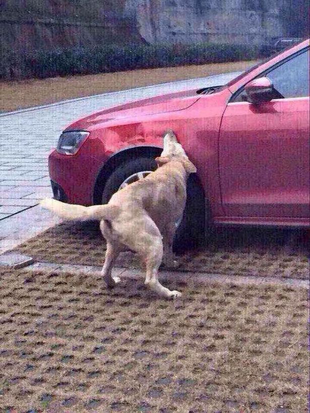 Stray-dog-attacks-car (2)