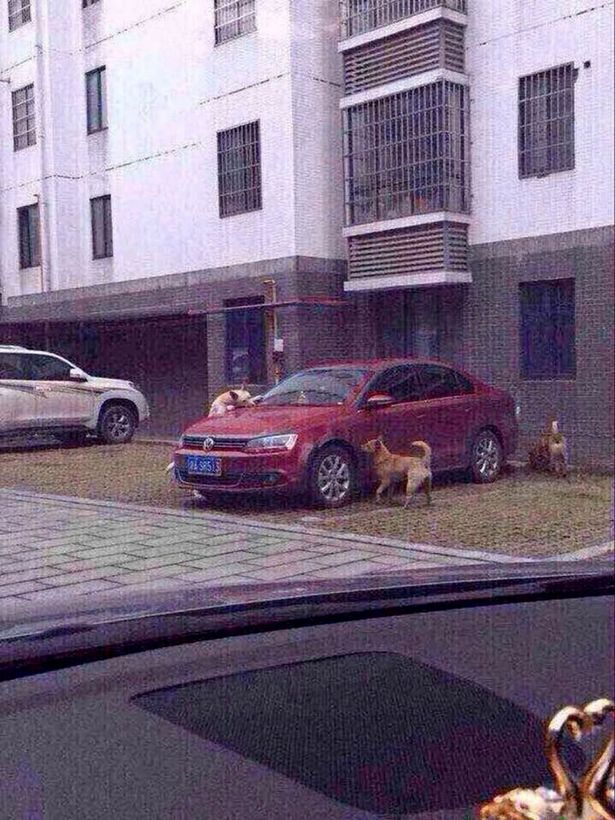 Stray-dog-attacks-car
