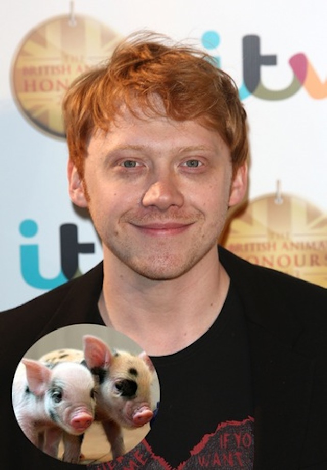 rupert-grint-and-his-micro-pig
