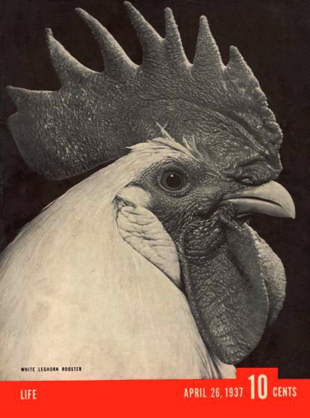 Cover of LIFE dated 04-26-1937 w. head of leghorn rooster.