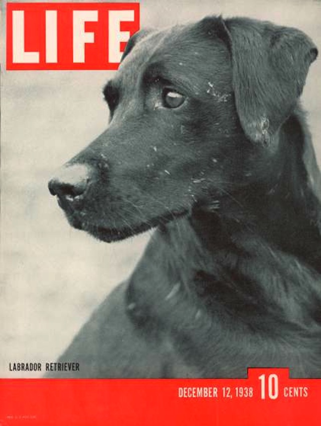 LIFE cover 12-12-1938 prize winning labrador retriever Blind of Arden.