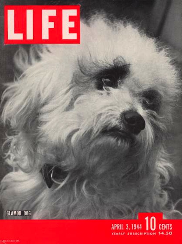 LIFE 04-03-1944 Cover of "Glamor Dog" Pooch, a mixed breed of Maltese poodle and wire-haired terrier, photographed by Nina Leen.