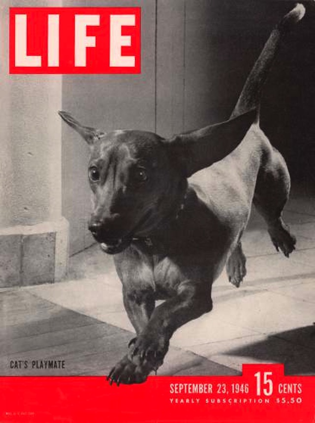 LIFE Cover 09-23-1946 of Rudy the dachsund trotting across doorway in his Mexico City home.