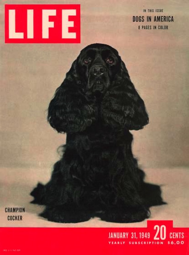 LIFE Cover 01-31-1949 of Champion cocker spaniel, The Dream Boy of Chalburn, photographed by George Karger.