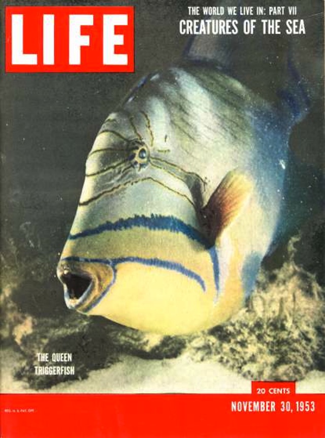 Cover of LIFE magazine dated 11-30-1953 w. pic of queen triggerfish & legend "The World We Live In: Creatures of the Deep."