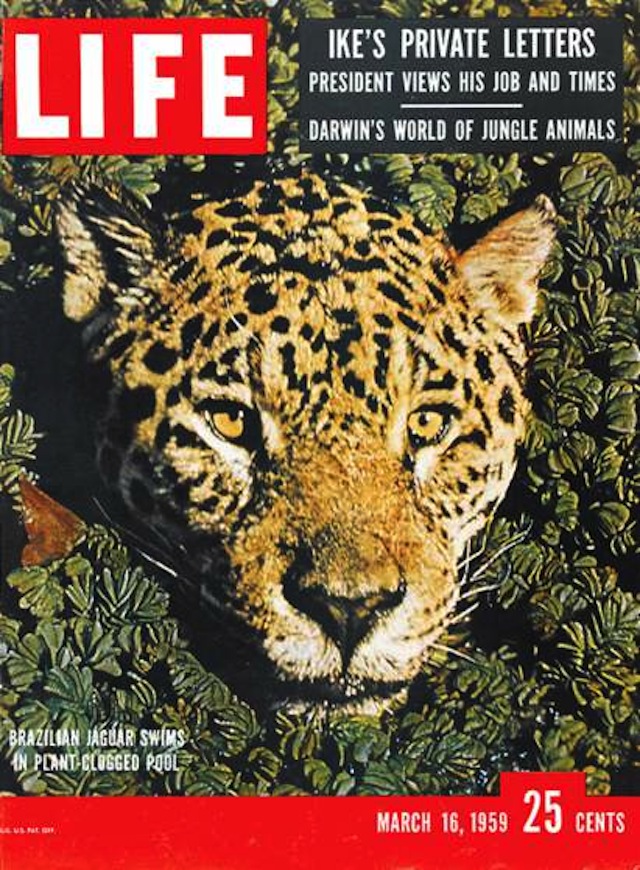 150413-life-animal-covers-19