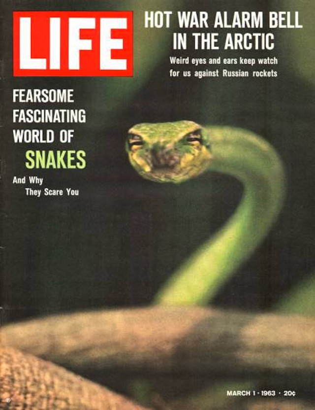 Cover of LIFE magazine dated 03-01-1963 entitled "Snakes" w. photo by Nina Leen.