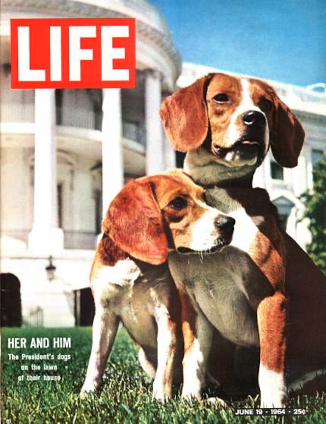 Cover of LIFE magazined dated 06-19-1964 w. photo of President Johnson's beagles by Francis Miller.