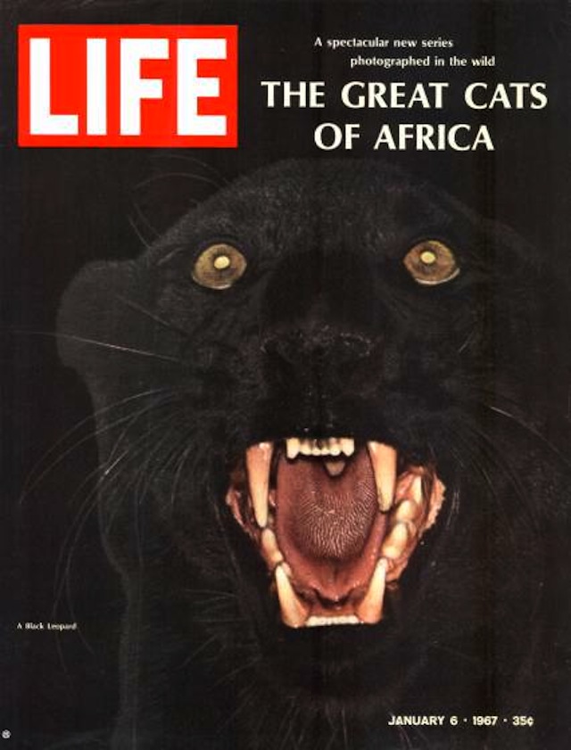 Cover of LIFE dated 01-06-1967 w. headline "The Great Cats of Africa" & pic of black leopard; photo by John Dominis.
