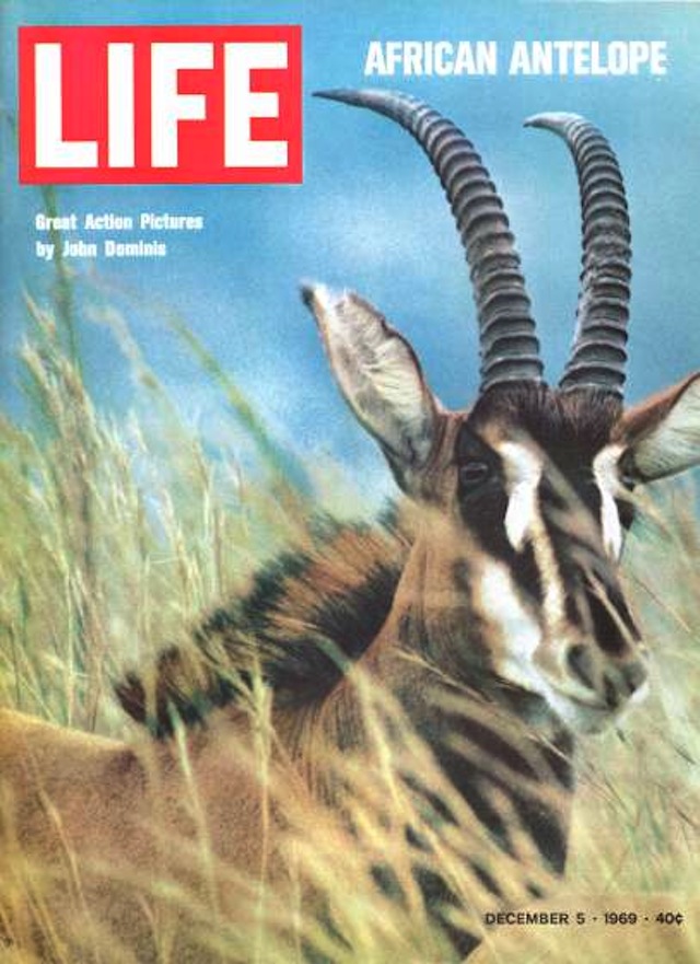 Cover of LIFE magazine dated 12-05-1969 w. pic of Roan Antelope (overleaf of cover at # 5993087) by John Dominis.