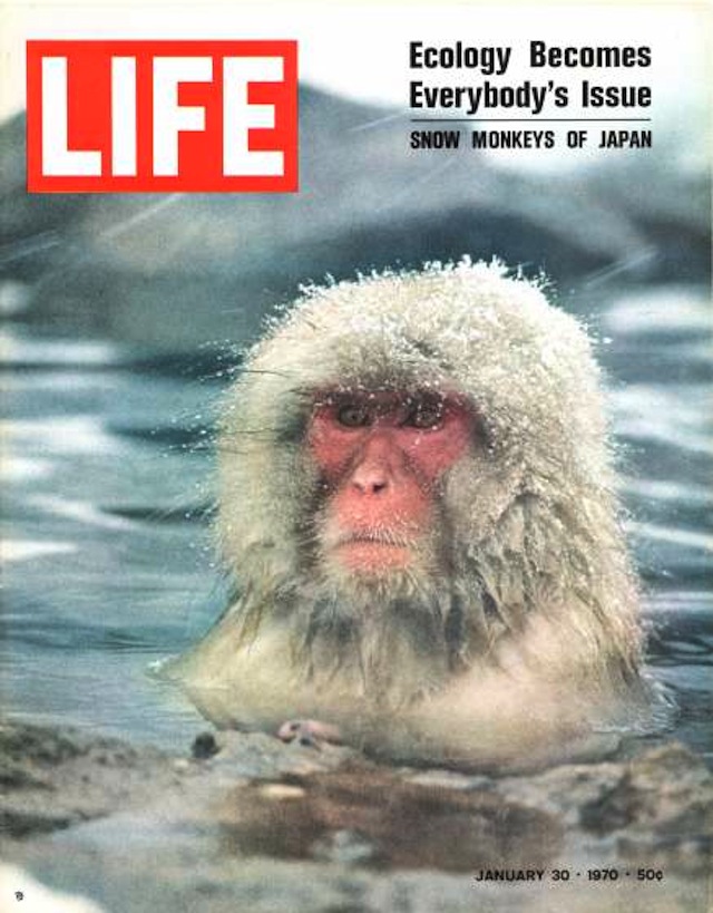 LIFE magazine cover of 01-30-1970 w. pic of snow monkey of Japan in water, by Co Rentmeester.
