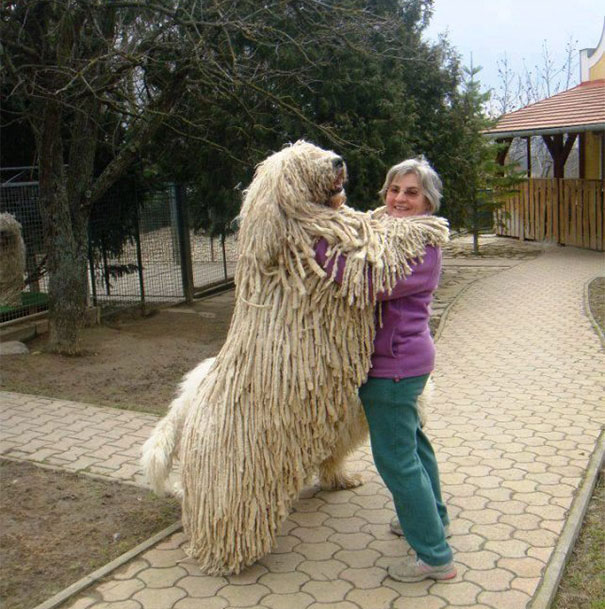 huge-dogs-feel-small-32__605