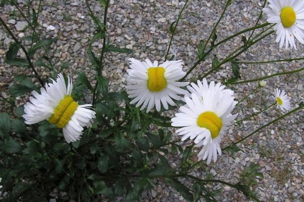 fukushima-mutant-flowers-deformed-daisies