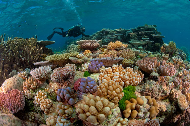 viajes barrera de coral