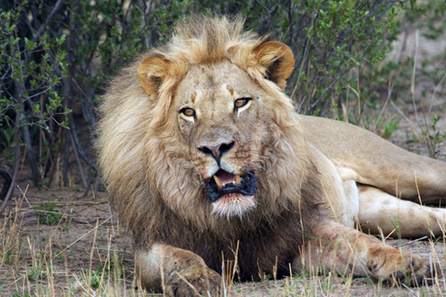 Cecil-Lion-Zimbabwe