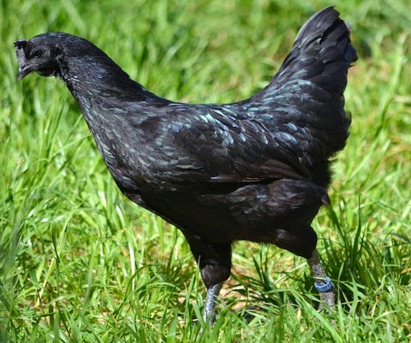 gallo negro 2
