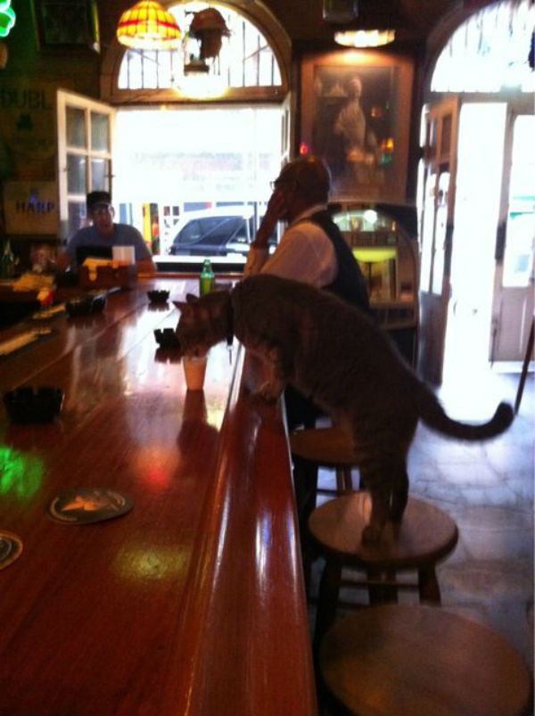 gato bar 2