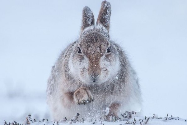 21-Rosamund-Macfarlane-Snow-hare