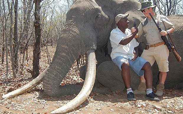 elefante zimbabwe
