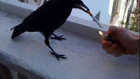 cuervo cuchillo causa hablamos crow2 sopitas